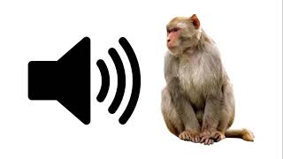 Angry Monkey  Sound Effect  ProSounds [upl. by Nahsor]