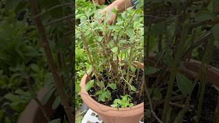 Regrow Wolfberry leaves vegetable cutting skills cuttingskills vegetablecarving cuttingvegetable [upl. by Hartmann]