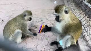 Vervet Monkey enjoying the snacks [upl. by Anson]