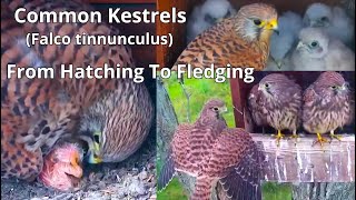 First Egg🥚Hatching 🐣 To Chicks Fledging 🐥 in 30 minutes Loving ❤️ Kestrel Family Highlights 2024 [upl. by Zerla]