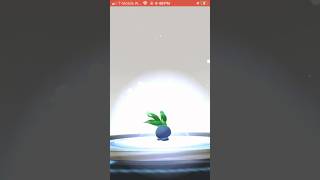 Oddish evolves I leaked my address  pokemongo gaming pokemon oddish [upl. by Zawde647]