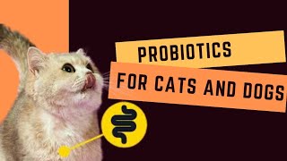 Probiotics for Cats and Dogs [upl. by Regor]