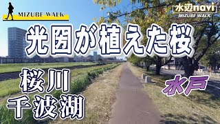 【 桜川 千波湖 水戸 】光圀が植えた桜の桜川と市民親しみの千波湖  水辺ナビ [upl. by Nylimaj]