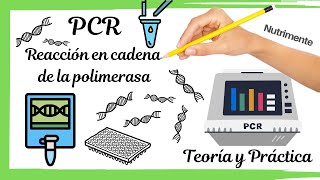 PCR Reacción en cadena de la polimerasa TEÓRICO Y PRÁCTICO [upl. by Hassi]