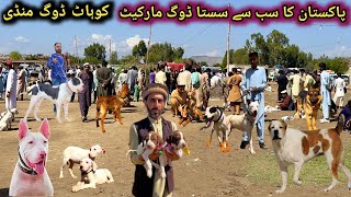 Ramazan Ki Waja Sy Dogs 🐕 Market Mai Price Intehai Kam  Special Dogs market  Kohat dog Mandi [upl. by Akemak]