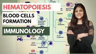 Hematopoiesis  Blood Cells Formation  HSC  Hindi  Immunology  Megha Kucchal [upl. by Nodanrb]