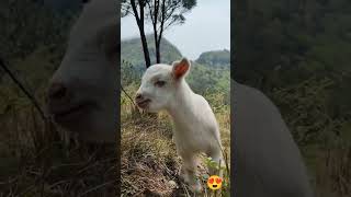 Cute Goat in forest  mom 💓❤️ goat animals sound viralvideo viralshorts viralshort [upl. by Howund604]