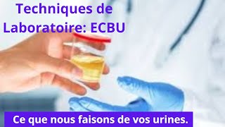 ECBU Examen Cytobactériologique des urines [upl. by Norabel905]