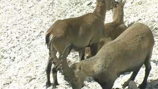 ALPSKI KOZOROG AVGUST Capra ibex Triglavski narodni park [upl. by Giusto730]