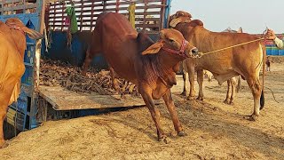 Brahman Bull Control Jump Unloading Msa cattle life [upl. by Will217]