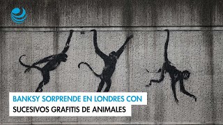 Banksy sorprende en Londres con sucesivos grafitis de animales [upl. by Marketa]