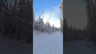 XC Skiing in West Bragg Creek  Alberta Canada freshsnow albertacanada crosscountryskiing [upl. by Hurwitz759]