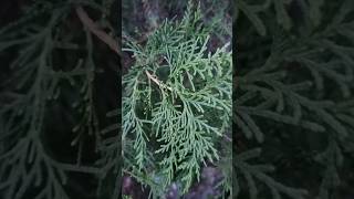 Thuja plant medicinalplant tranding gardening ytshorts [upl. by Elocon]