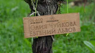 Клуб iWinemaker Урожай 2025 НАЧАЛО Участок N° 24 [upl. by Laughlin]