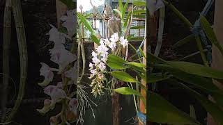 ORCHIDS Aerides lawrenceae [upl. by Miksen]