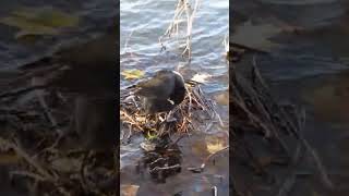 Linlithgow Coot 19th October 2024 shorts shortswithcamilla [upl. by Amekahs]