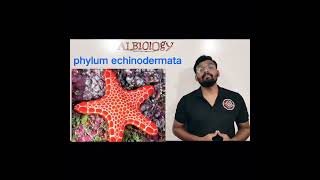 phylum Echinodermata  Animal classification  Viral Short  Avinash sir [upl. by Oiruam]