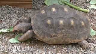 Chelonoidis carbonaria Redfooted tortoise Testudinidae jabutipiranga [upl. by Aliak]