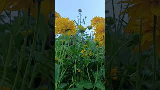 Coreopsis Early Sunrise flower plant🌸🌷🌻🌺🌼🌹flowers kashmiribeauty flowerplant nature [upl. by Ramoh948]