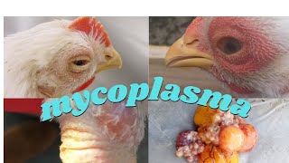 mycoplasma in broiler and layer  mycoplasma synovea air sac  lungs  respiratory sound due to MG [upl. by Wendie701]