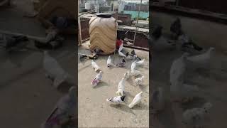 Highflyers pigeon udan hai pahchantrendingshorts subscribemychannel [upl. by Morley]