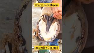 Horse 🐎 Foot Repair cuteanimal animals horse shorts shortsfeed shortvideo [upl. by Alemac]