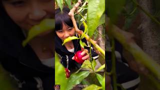 🍑 Appetizing Nectarine  Peach  Eating ASMR  Harvesting Peaches For Making Jelly enjoy short [upl. by Gilliam128]