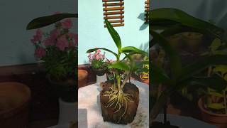 Orchid care  orchid dendrobium gardeningideas [upl. by Reyem590]