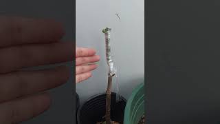 The Growth Journey of Fig Trees The Joy of Planting  Episode 103 [upl. by Rednael888]