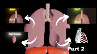 Mechanism of breathing  Part 2  By Complete fact [upl. by Kathie]