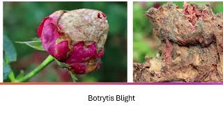 Caring for Roses in South Dakota Rose Diseases and How to Manage Them [upl. by Rahel]