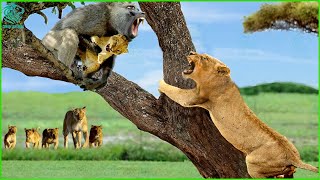 OMG Lion Mother Madly Revenge Ferocious Baboon To Save Her Poor Cub  Animals Fight [upl. by Aibos]