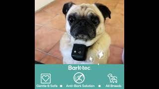 The only one that works on my pug  Barktec BT100 Citronella Spray Collar Review [upl. by Akkina]