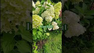 limelight erlysansation hortensia flower hydrangeasгортензия гортензія beautiful paniculata [upl. by Philbo]