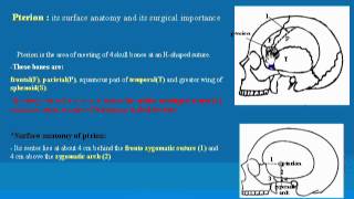 7 Pterion د  احمد مصطفى كمال [upl. by Shelburne472]