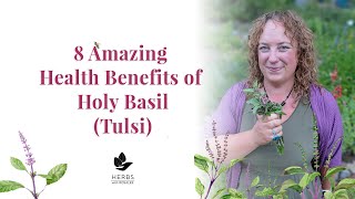 Holy Basil Benefits  Benefits of Tulsi  Ocimum sanctum [upl. by Elsi]