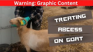 Treating an Abscess on Pregnant Goat  Draining and Vet visit [upl. by Ydnir468]