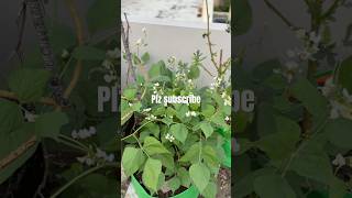 Peas plant in my terrace gardenakki latest collections [upl. by Jackquelin897]