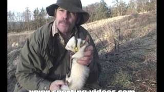 Fishing with ferrets rabbiting poaching [upl. by Durrej]