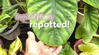 Create a welldraining potting mix for houseplants in the Philippines [upl. by Nosde]