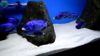 Placidochromis Phenochilus  MDOKA WHITE LIPS  Lake Malawi African Cichlids  Update 5 [upl. by Ursi]