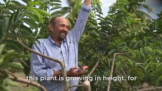 Soursop Production Techniques A training for Belize [upl. by Faustena875]