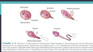 EMBRIOLOGIA  GAMETOGENESIS [upl. by Morez]