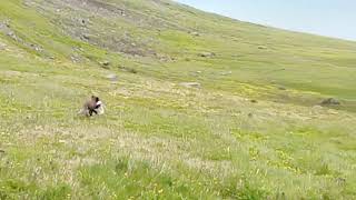 Arctic fox with bird [upl. by Traver]