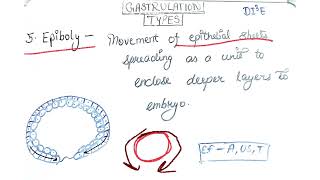 Delamination  Epiboly  Gastrulation In mammals [upl. by Lanor]