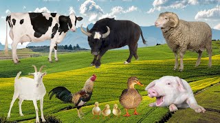 Farm animals buffalo cow chicken duck sheep goat  Animal sounds [upl. by Aicnatsnoc]