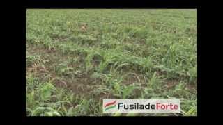 Fusilade Forte za suzbijanje uskolisnih korova Syngenta  U nasem ataru 434wmv [upl. by Ayotel]