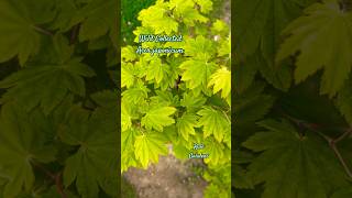 Wild Collected Acer japonicum zengarden japanesemaple northcarolina japan [upl. by Lillywhite]