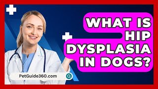 What Is Hip Dysplasia In Dogs  PetGuide360com [upl. by Ennovihc]