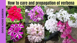 Verbena care and propagation  How to care and grow verbena  My verbena collections verbena [upl. by Genesa430]